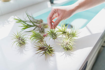 3 Pack Large Xerographica Air Plants 5 to 7 Inch Wide-Air Plants Live Tillandsia Succulent House