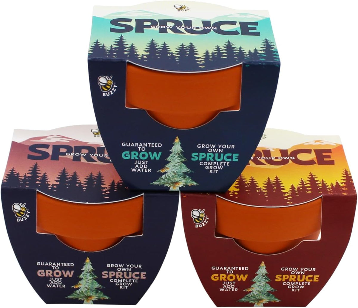 BUZZY Seeds Holiday Spruce Tree 12 Pack Mini Terracotta Grow Kits Includes All You Need to Sprout