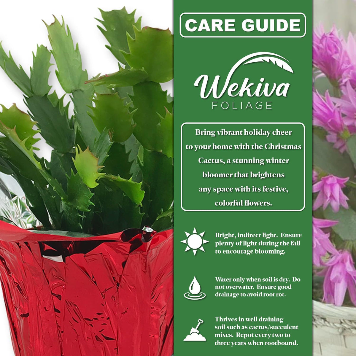 Christmas Cactus Variety 4pack - 4 Live Starter Plants - Schlumbergera Bridgesii - Growers Choice