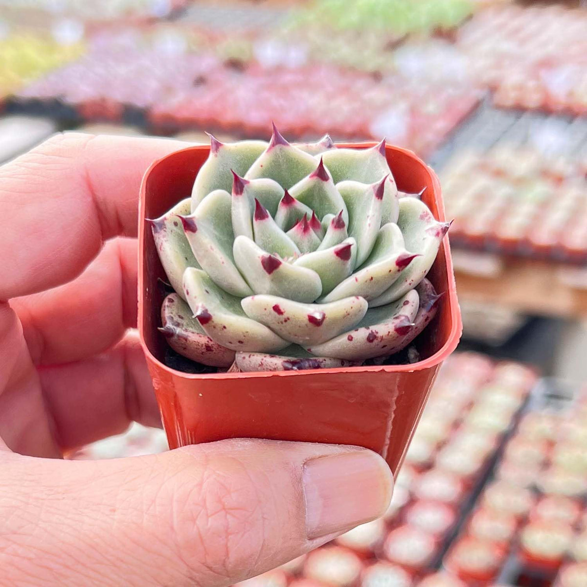 Live Succulent Echeveria Agavoides 'Halloweens', Approx 2-inch Large, Potted Succulents, Fully