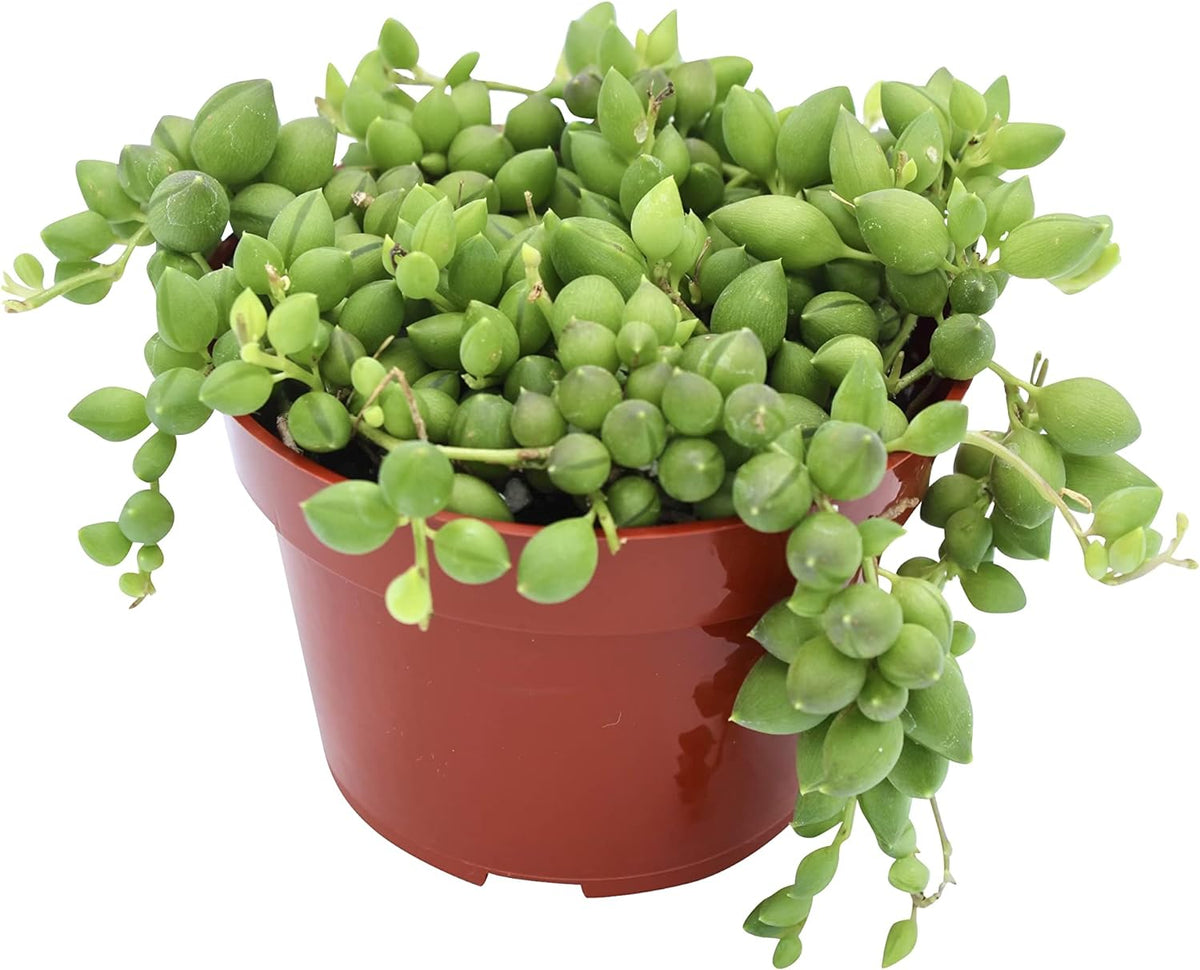 Live Succulent 4" String of Tears, Succulents Plants Live, Succulent Plants Fully Rooted, House