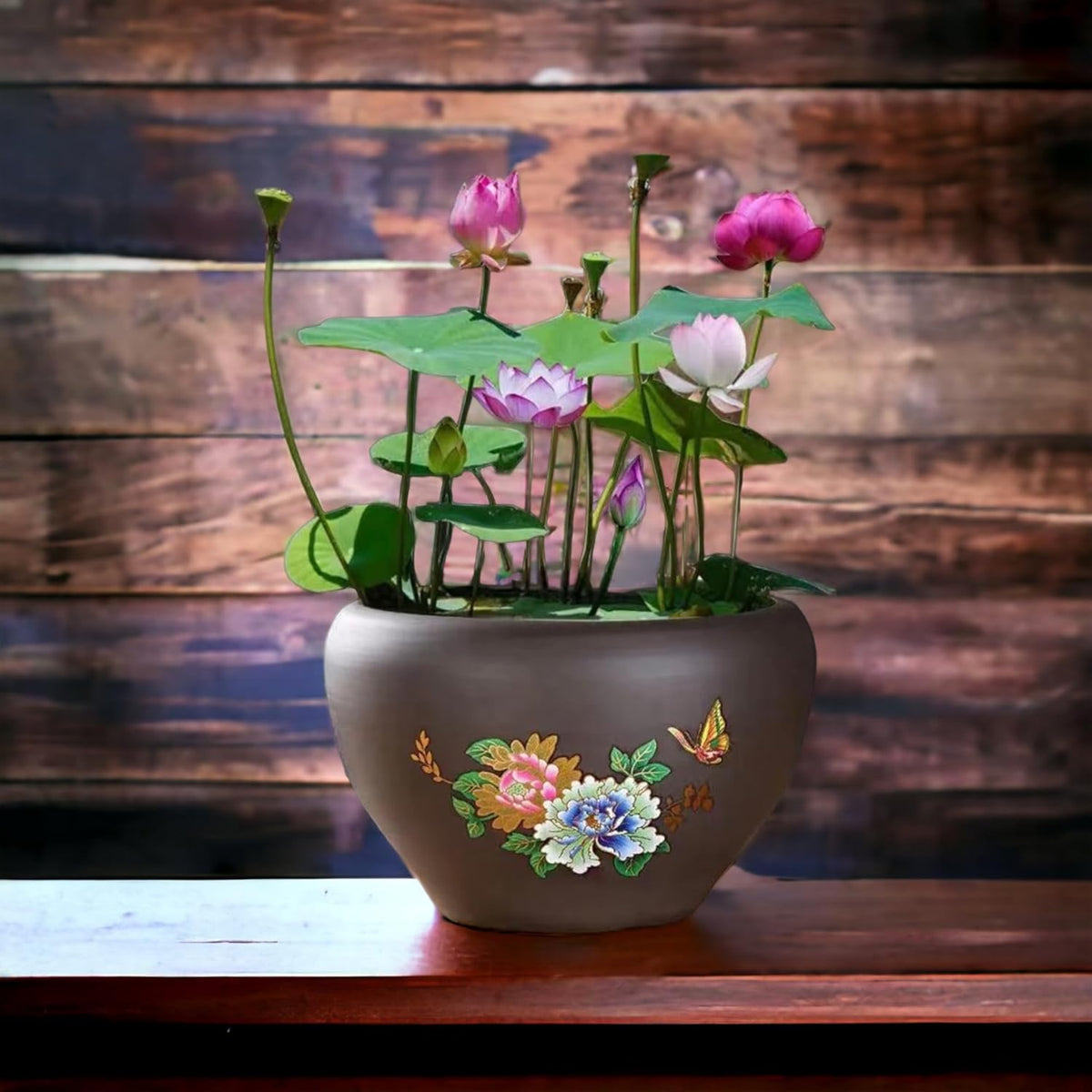 MEsay 10Pcs Mixed Color Bonsai Bowl Lotus Live Plants - Pre-Sprouted Water Beauties for Indoor and