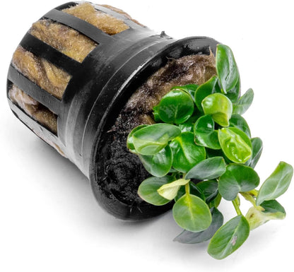 SubstrateSource Anubias Live Aquarium Plants - Potted Freshwater Plant for Fish Tanks, Terrariums