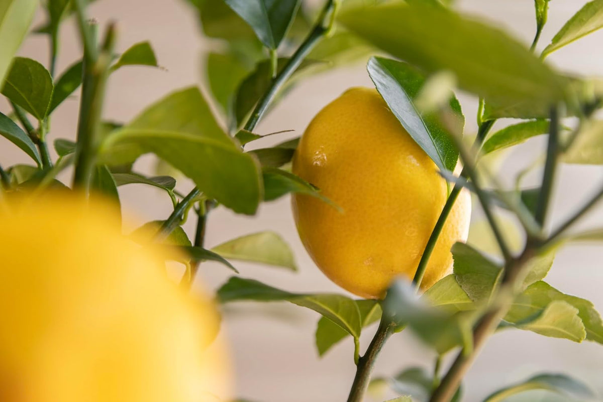 Meyer Lemon Tree Gift, Live Fruit Plant, Easy Care, Low Maintenance, Juicy Lemons, Unique