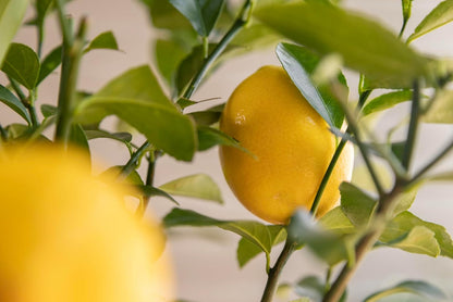 Meyer Lemon Tree Gift, Live Fruit Plant, Easy Care, Low Maintenance, Juicy Lemons, Unique