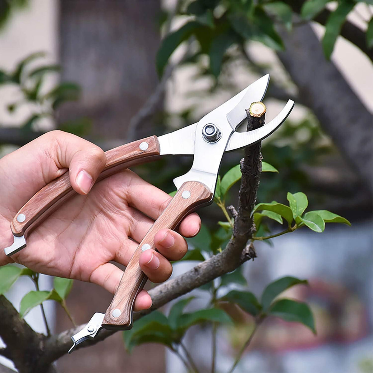 BUGUI Wood Handle Pruning Shears, SK-5 Steel Blade, 1-inch Cutting Capacity, Sharp, Well Designed