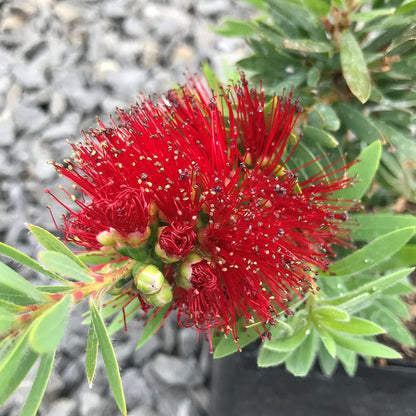 Little John Dwarf Bottlebrush | 20 Live Plants | Callistemon | Compact Blooming Shrub | Attracts
