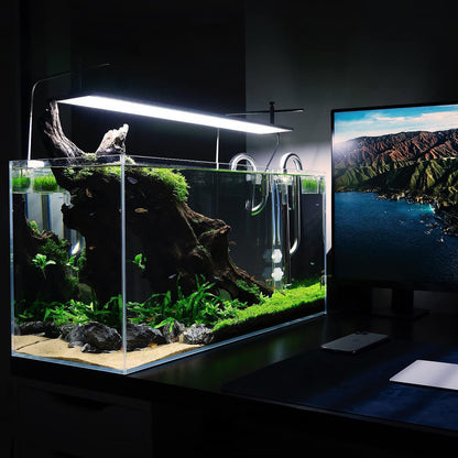 SubstrateSource Live Aquarium Stem Plants - Freshwater Aquatic Plant for Fish Tanks, Aquascaping