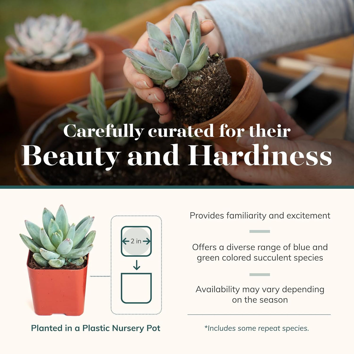 Shop Succulents | Azul Verde Collection | Assortment of Hand Selected, Fully Rooted Live Indoor