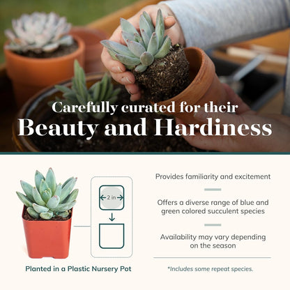Shop Succulents | Azul Verde Collection | Assortment of Hand Selected, Fully Rooted Live Indoor