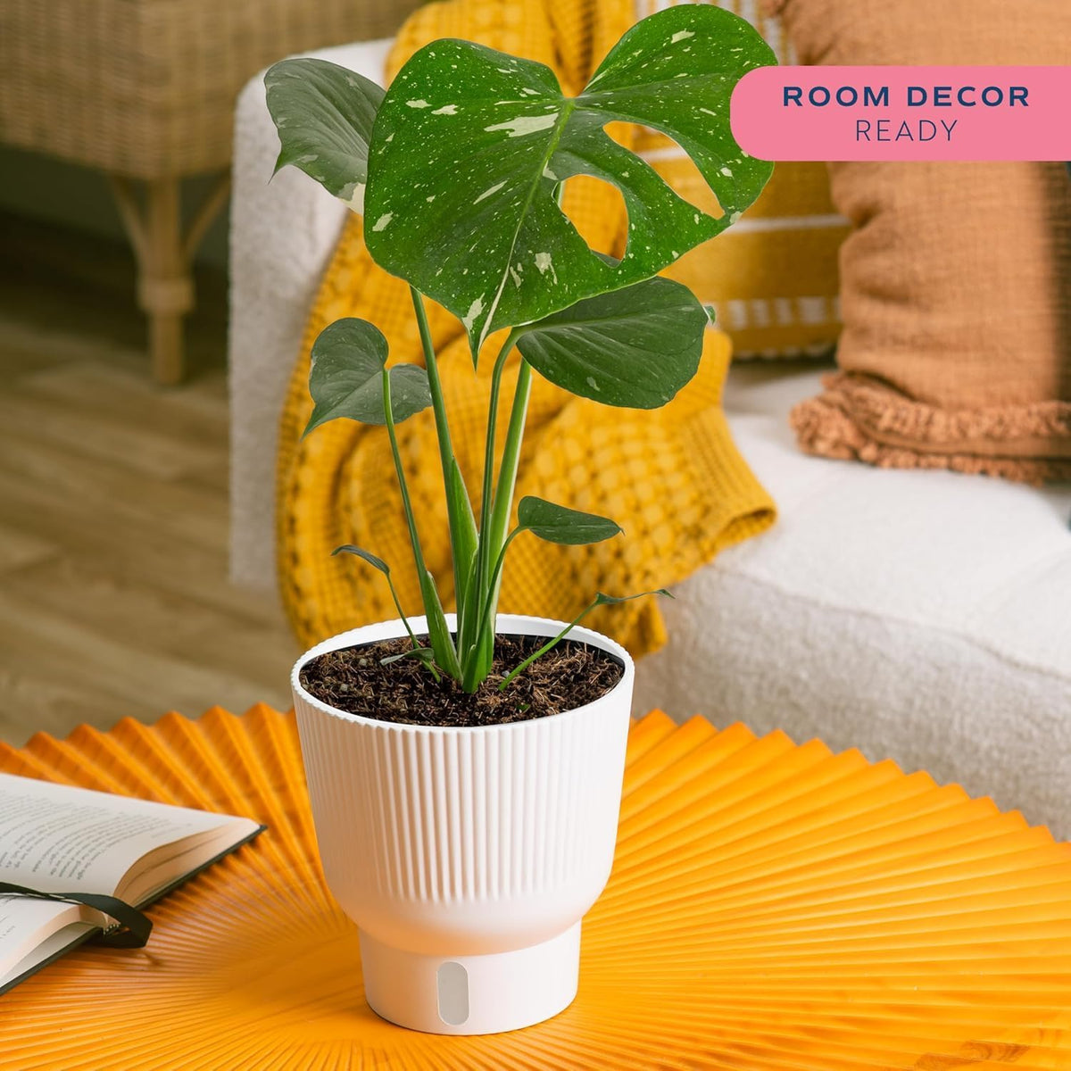 Costa Farms Thai Constellation, Variegated Monstera Live Plant in Self Watering Pot, Indoor