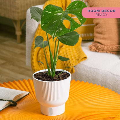 Costa Farms Thai Constellation, Variegated Monstera Live Plant in Self Watering Pot, Indoor
