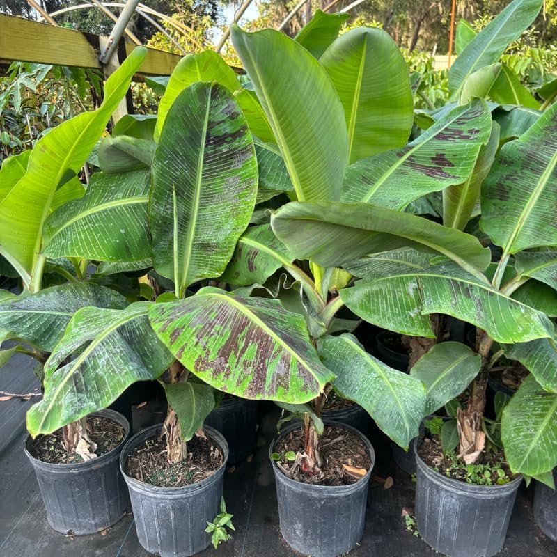 Dwarf Cavendish Banana Plant in 3 Gallon, 2-3 Ft Tall Banana Trees Live Plants for Outdoors Garden