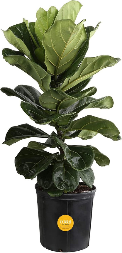 Costa Farms Fiddle Leaf Fig, Live Indoor Ficus Lyrata Floor Plant, Tropical Houseplant Potted in
