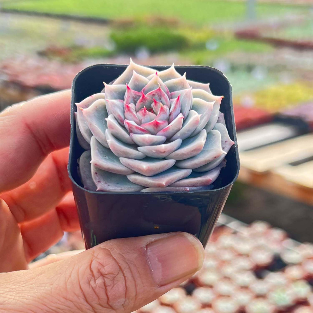 Live Succulent Echeveria 'Red Velutinous' Sugar Heart, Approx 2-inch Large, Potted Succulents