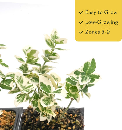 2 Emerald Gaiety Euonymus in 3.5" Nursery Cubes | Euonymus fortunei ‘Emerald Gaiety’ | Live Plants