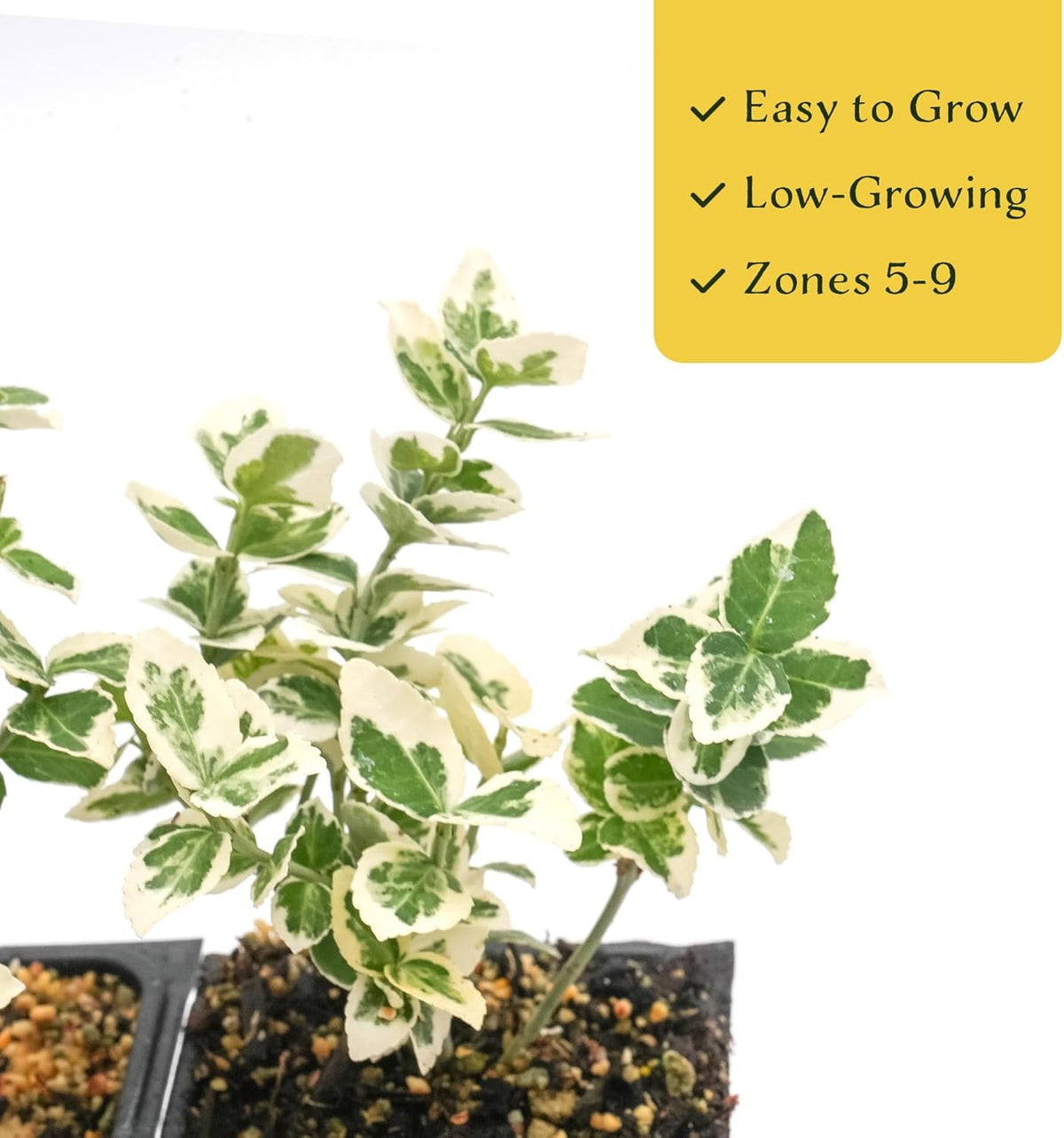 6 Emerald Gaiety Euonymus in 3.5" Nursery Cubes | Euonymus fortunei ‘Emerald Gaiety’ | Live Plants