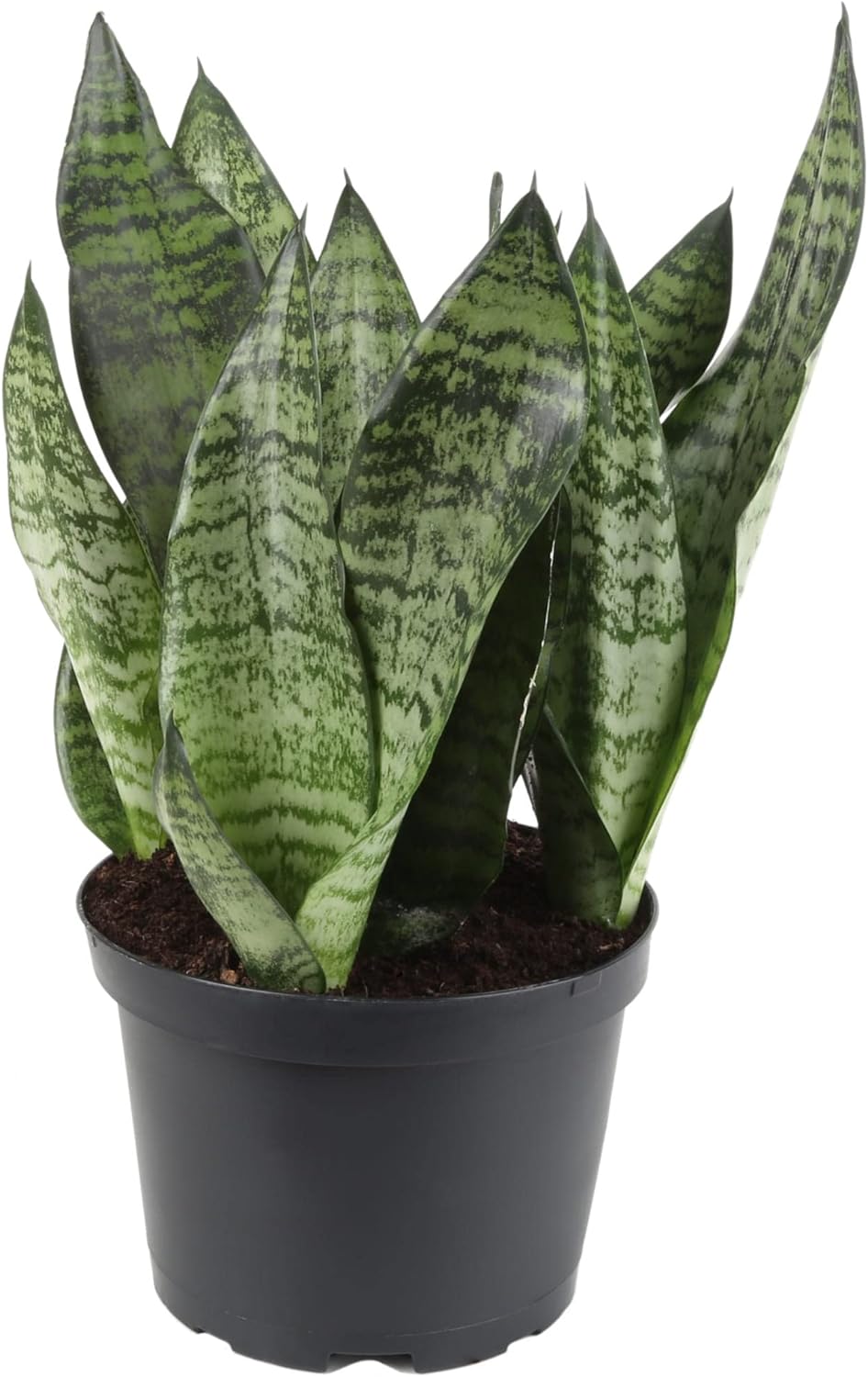 GARDENERA Premium Snake Plant Potting Soil Mix, Green Sansevieria Trifascatia Zeylanica Plants