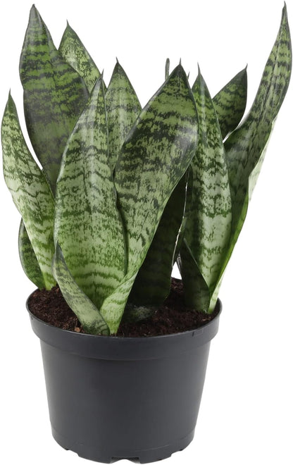 GARDENERA Premium Snake Plant Potting Soil Mix, Green Sansevieria Trifascatia Zeylanica Plants