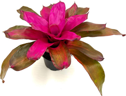 ragnaroc Live Plants – Bromeliad Neoregelia Tatiana, 8-12" in 6" Pot - 1ct - Live Arrival