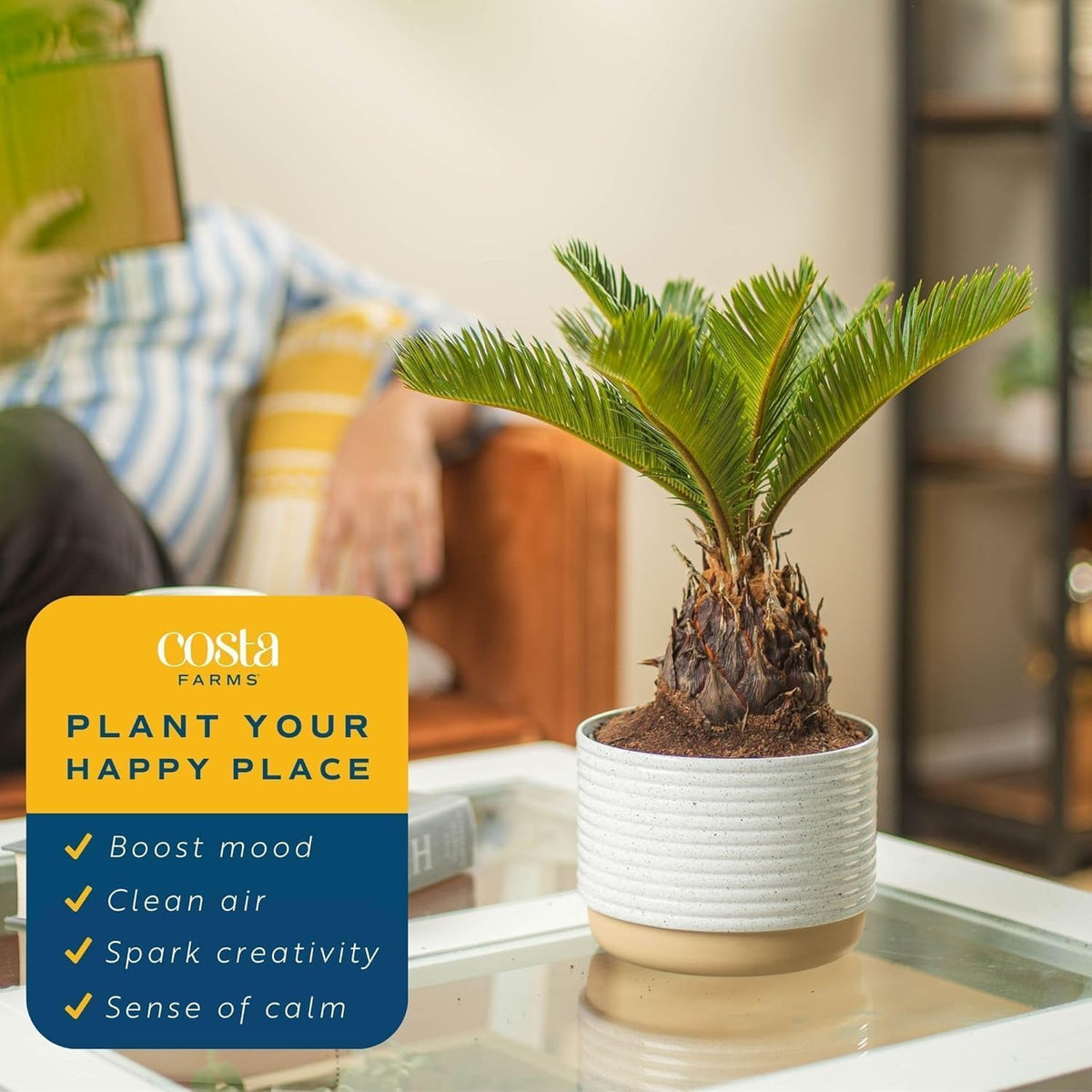 Costa Farms Live Sago Palm, Easy to Grow Live Indoor Plant, Houseplant in Plant Pot, Home and Room