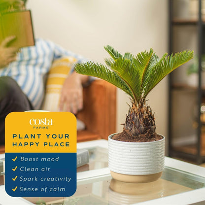 Costa Farms Live Sago Palm, Easy to Grow Live Indoor Plant, Houseplant in Plant Pot, Home and Room