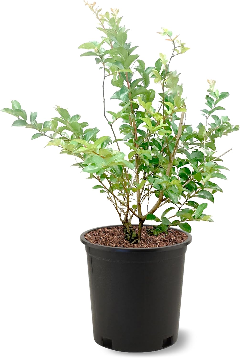 American Plant Exchange Tonto Crape Myrtle Tree Live, 3-Gallon Pot, 1-2ft Tall, Bright Fuchsia Pink