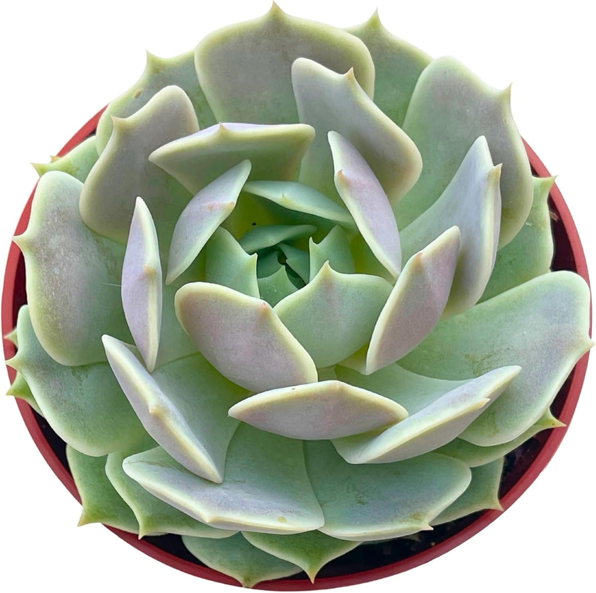Live Succulent 4" Echeveria Lola, Succulents Plants Live Fully Rooted House Plant for Home Office