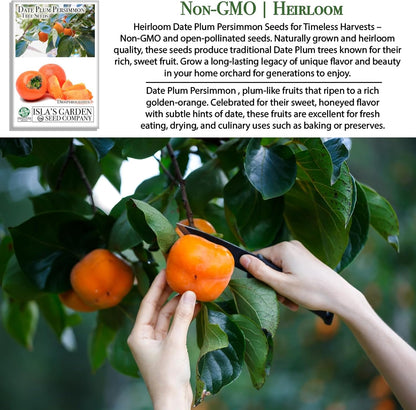 Date Plum Persimmon Tree Seeds (Diospyros Lotus) – 30+ Non-GMO & Heirloom Seeds, Exotic & Rare