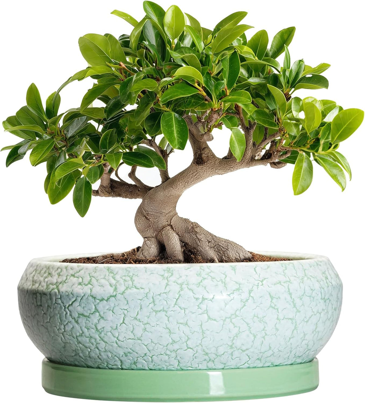 Bonsai Pots - 10 Inch Ceramic Succulent Pot with Drainage Hole and Plant Saucer, Succulent Planters