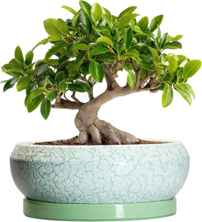 Bonsai Pots - 10 Inch Ceramic Succulent Pot with Drainage Hole and Plant Saucer, Succulent Planters