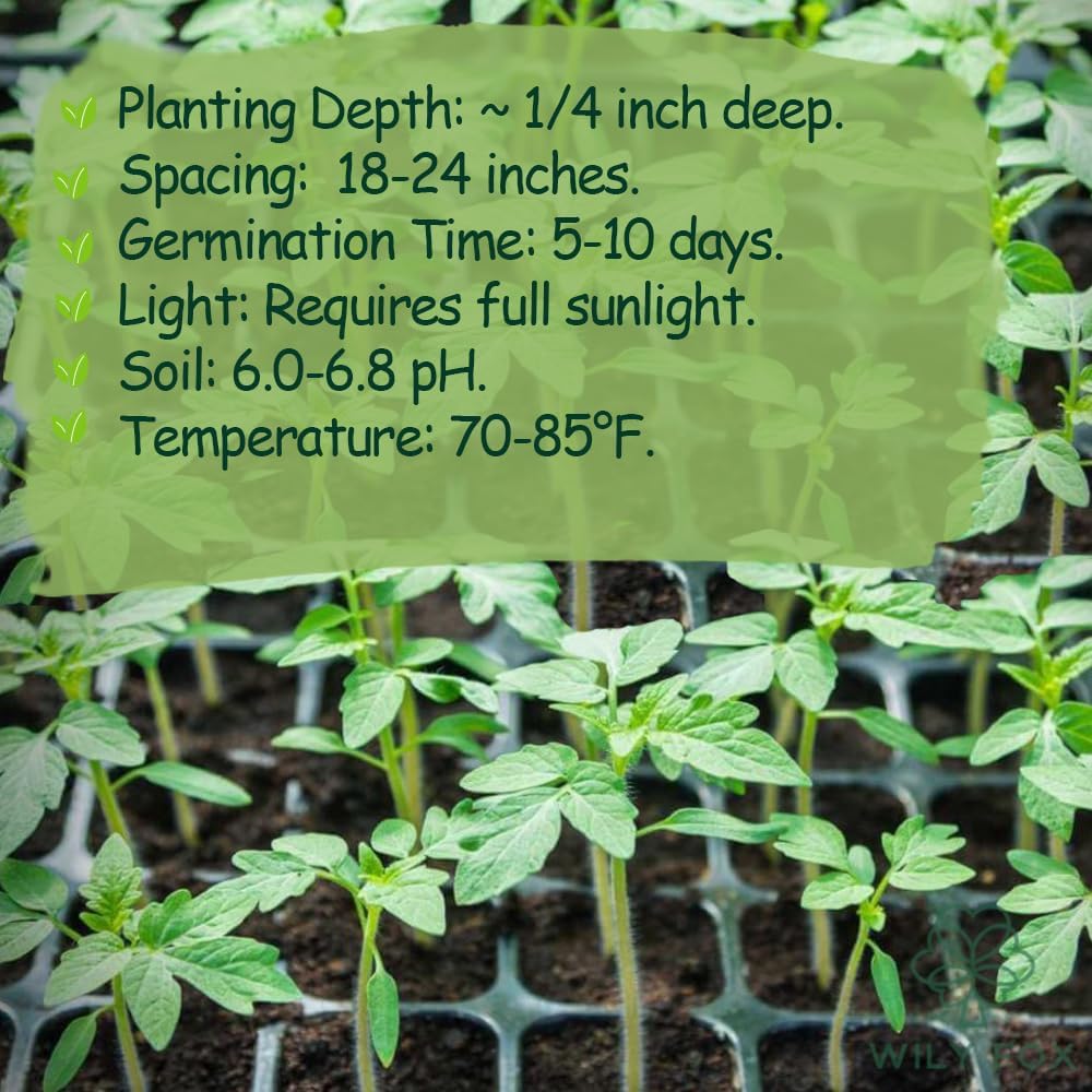 Premium Large Cherry Tomato Seeds – 500 Non-GMO Heirloom Seeds for Planting – Sweet Juicy, High