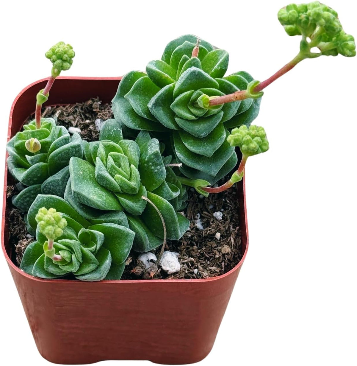 Succulents Plants Live 2inch Live Mini Succulent Plants, Easy Care House Plants Rooted in Succulent