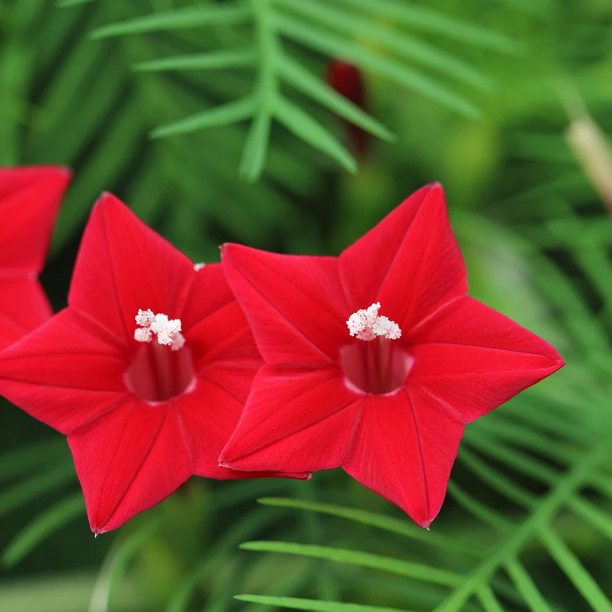 Outsidepride Red Cypress Vine Seeds - 200 Pcs Annual Flower Seeds with Nectar-Rich, Star-Shaped