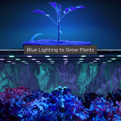 GoodBulb 60W Plant Grow Light Bulb | Blue Color A19 Shape & E26 Base High Output Grow Light Ideal