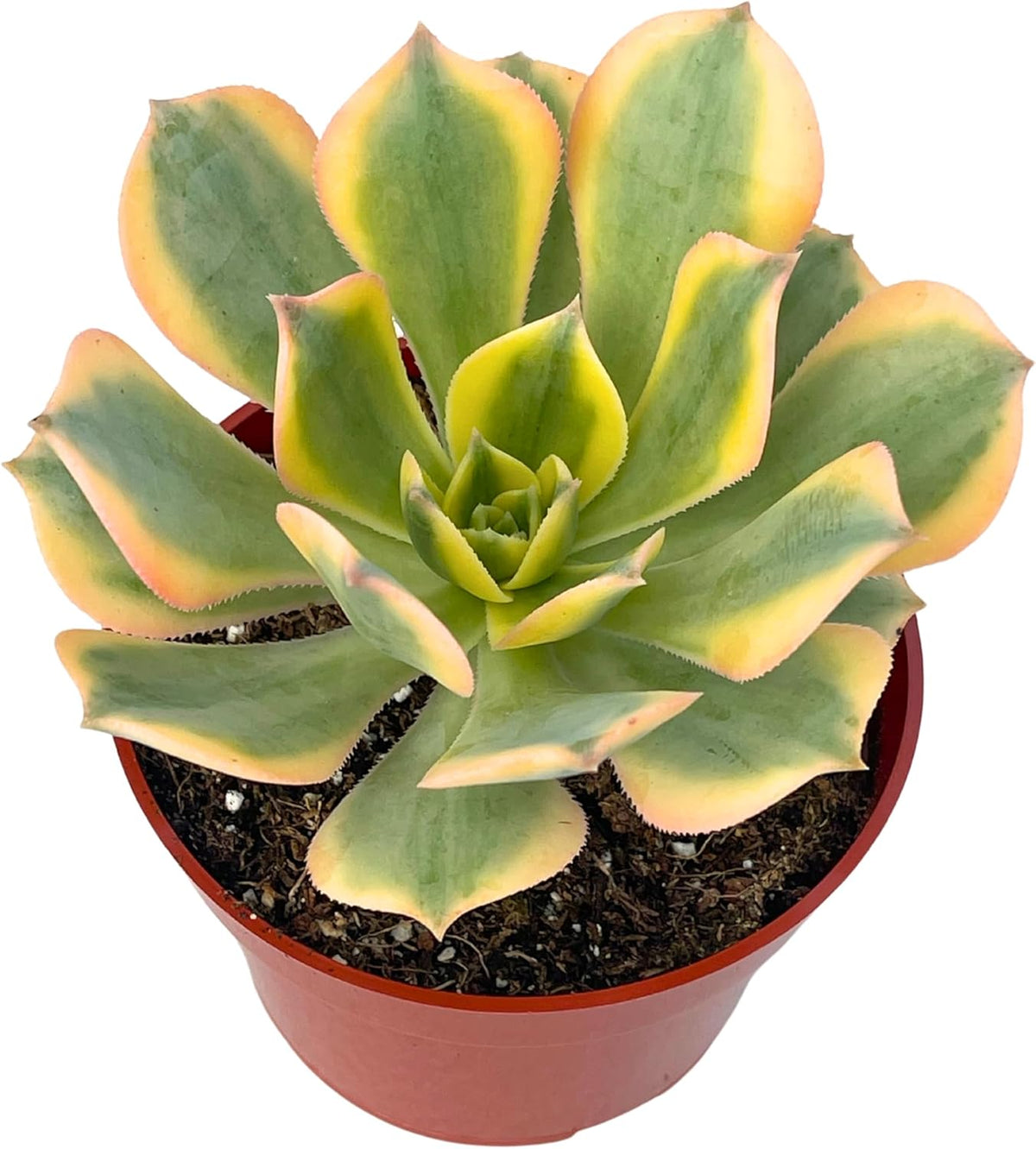 Live Succulents 4" Aeonium Sunburst Fully Rooted in Pots with Soil Mix, Succulents Plants Live