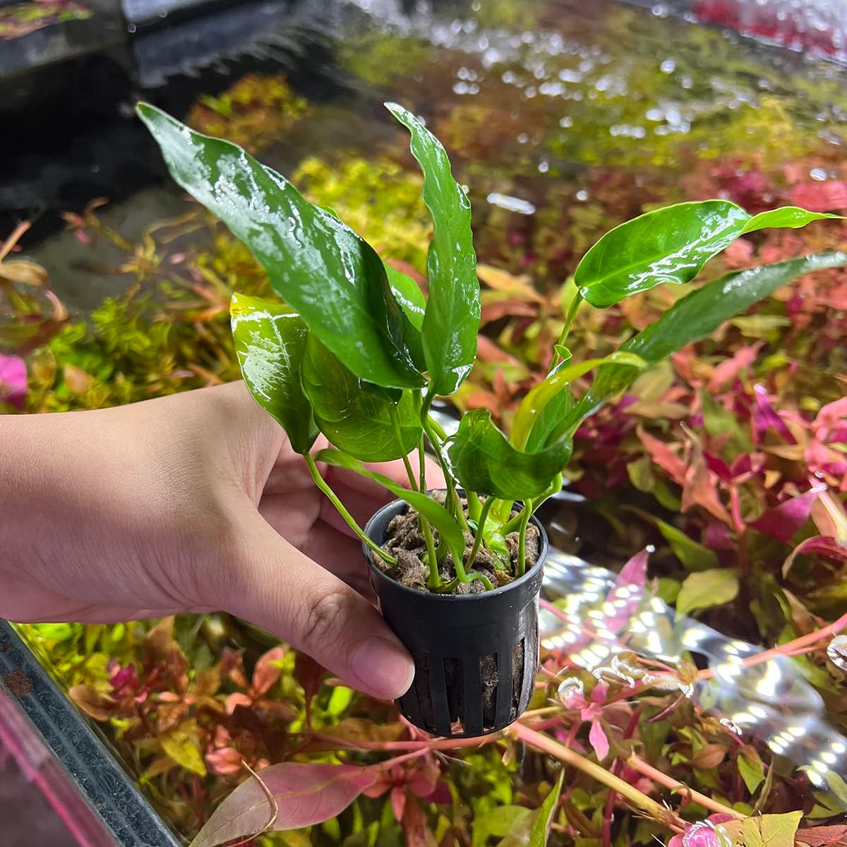 SubstrateSource Anubias Live Aquarium Plants - Potted Freshwater Plant for Fish Tanks, Terrariums