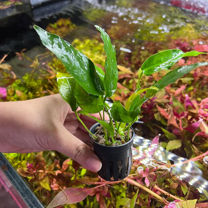 SubstrateSource Anubias Live Aquarium Plants - Potted Freshwater Plant for Fish Tanks, Terrariums