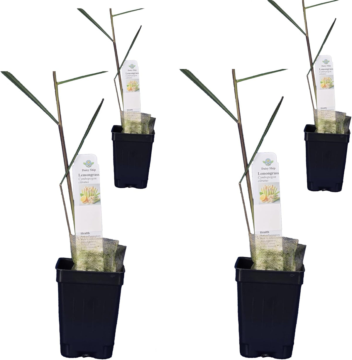 Lemongrass - Cymbopogon citratus. Live Plant. Fragrant, Fresh, Edible. Easy Grow. Indoor/Outdoor.