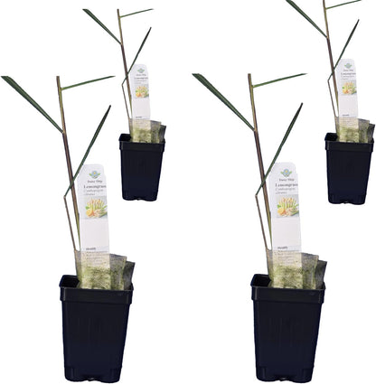 Lemongrass - Cymbopogon citratus. Live Plant. Fragrant, Fresh, Edible. Easy Grow. Indoor/Outdoor.