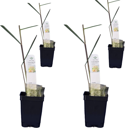 Lemongrass - Cymbopogon citratus. Live Plant. Fragrant, Fresh, Edible. Easy Grow. Indoor/Outdoor.