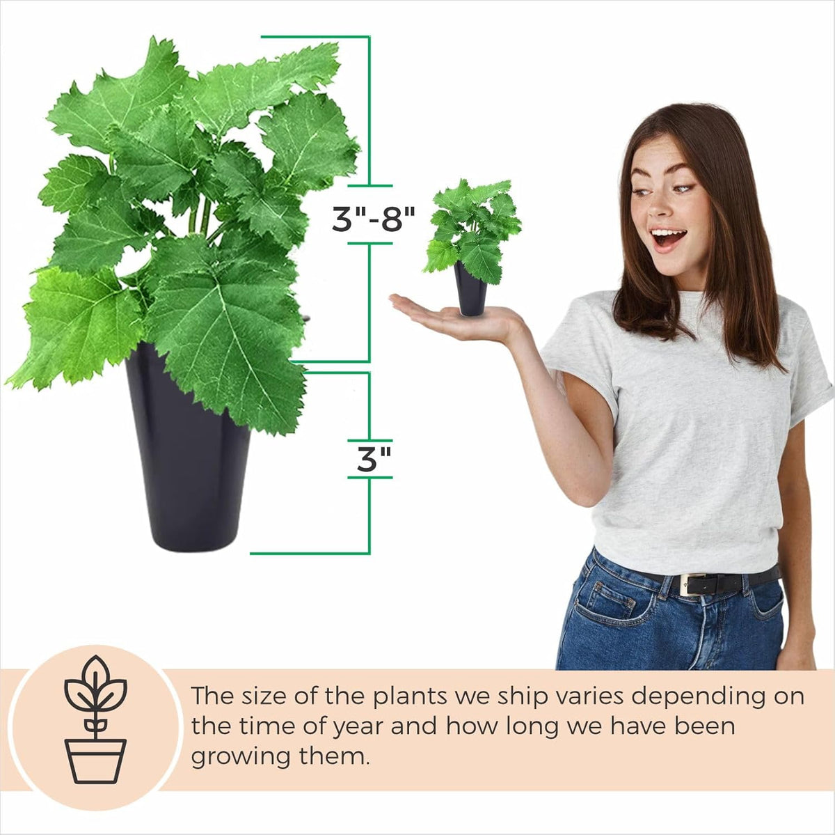 BlackBerry Plant Freedom-Ark (4 Pack) | Live Fruit Plant for Planting | Thornless & High-Yielding