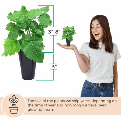 BlackBerry Plant Freedom-Ark (4 Pack) | Live Fruit Plant for Planting | Thornless & High-Yielding