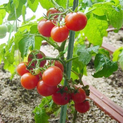 Sunnyglade 72 Inch Garden Stakes, Tomato Stakes Plastic Coated Metal Plant Sticks Stakes Supports