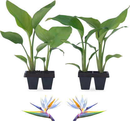 Bird of Paradise Plants Live (4-Pack), Strelitzia Plants with Perennial White Flowers