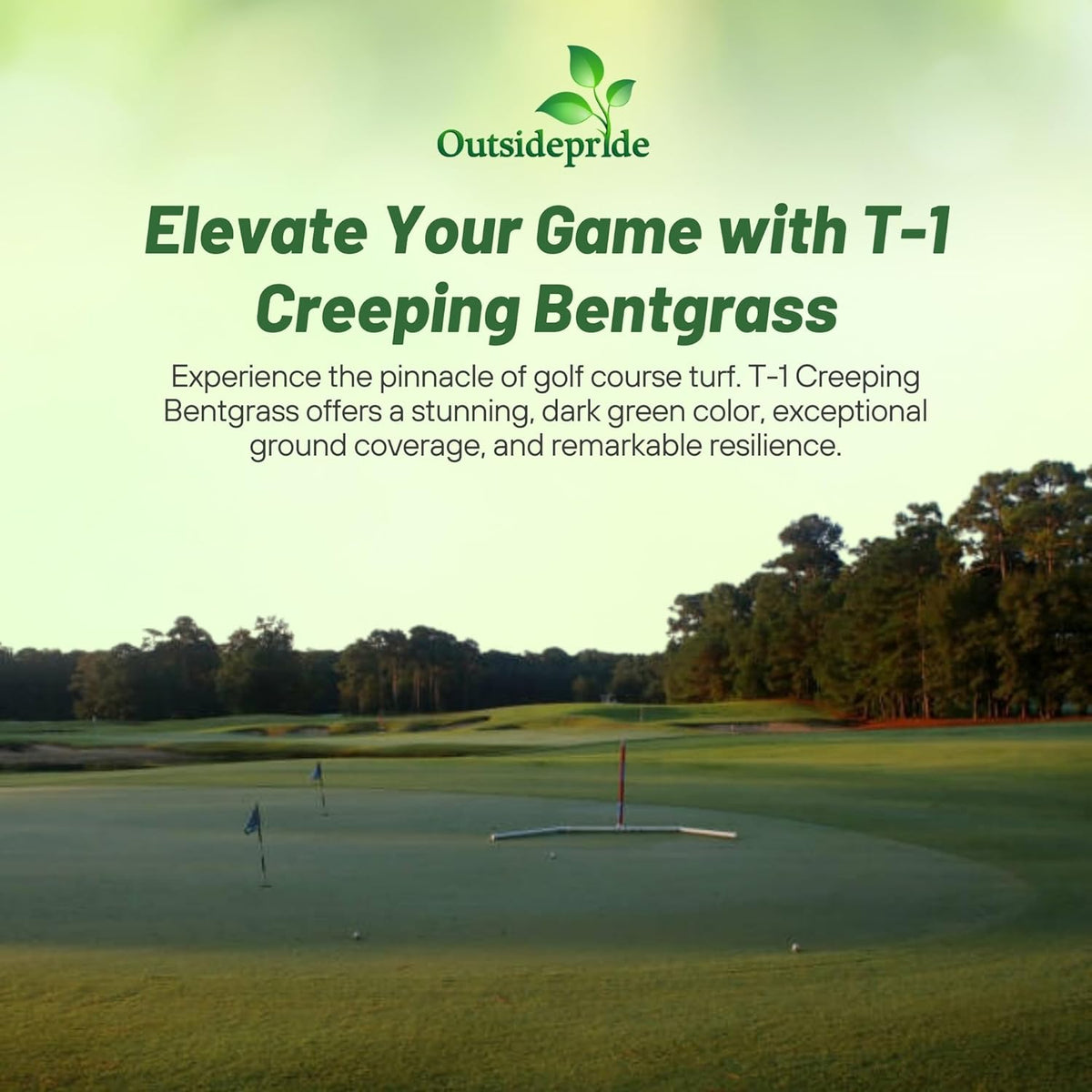 Outsidepride T-1 Creeping Bentgrass Seed - 5 lbs Fine-Bladed, Premium Quality Turf, Grass Seed for