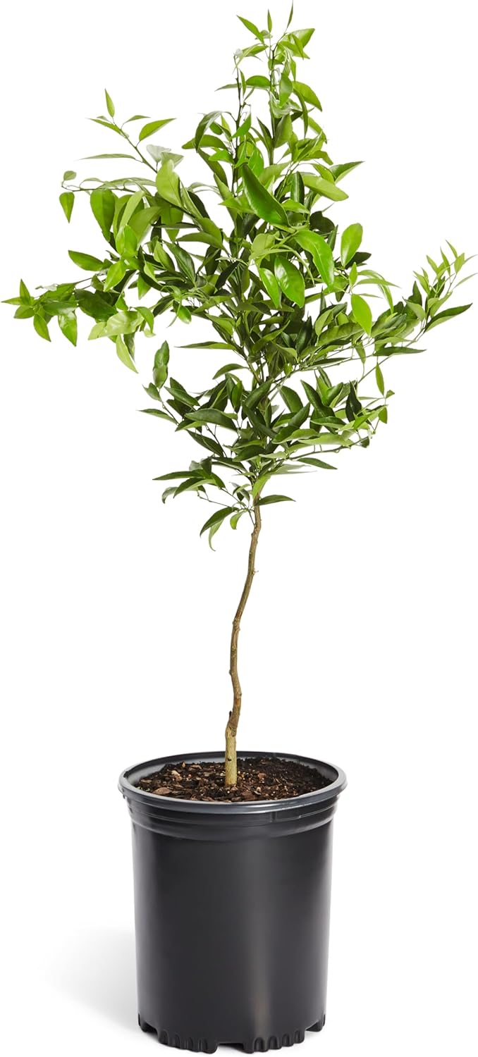 Brighter Blooms - Nules Clementine Tree, 4-5 Feet - Live Fruit Plant - No Shipping To AL, AZ, CA