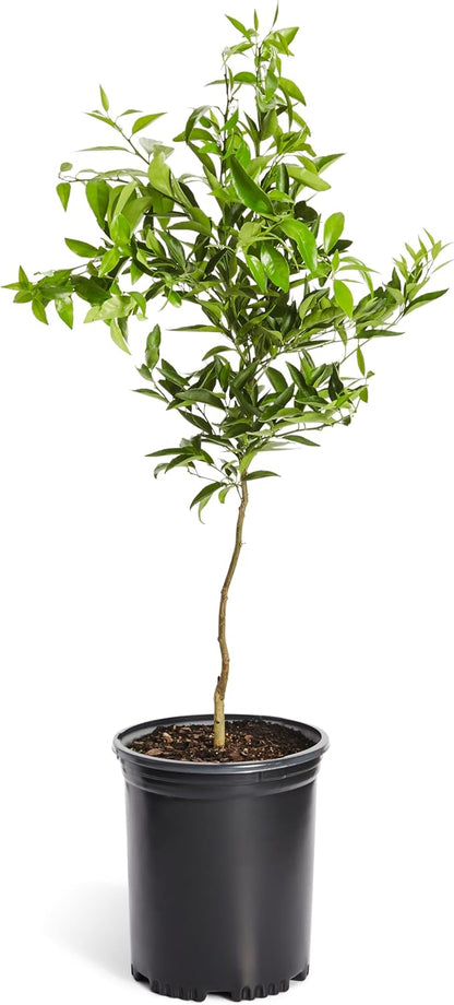 Brighter Blooms - Nules Clementine Tree, 4-5 Feet - Live Fruit Plant - No Shipping To AL, AZ, CA