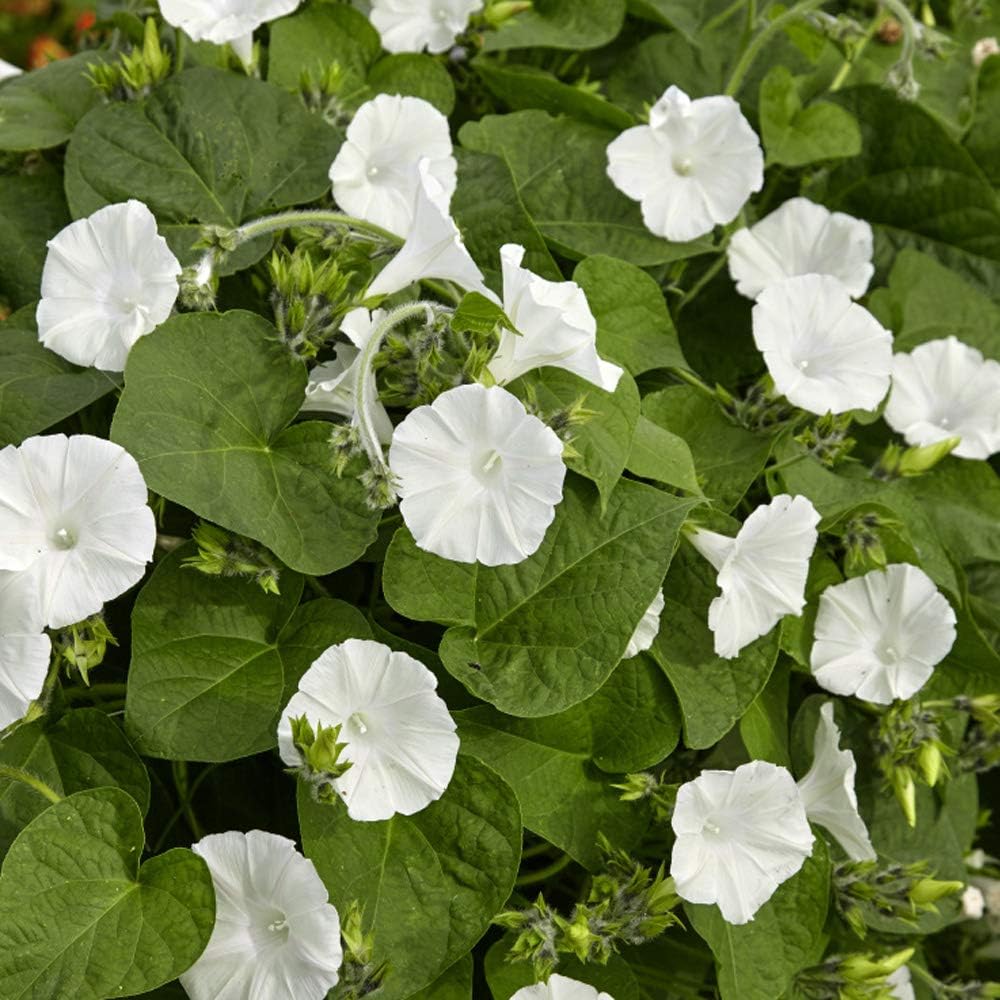 Outsidepride Ipomoea Alba Moonflower Seeds – 1 lb. Annual, Vining Flower Seeds for Planting