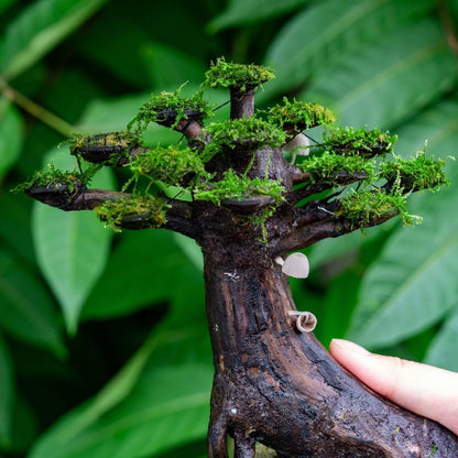 SubstrateSource Live Planted Decor - Moss on Bonsai (Aquascaping Tree) - Low to Moderate Light